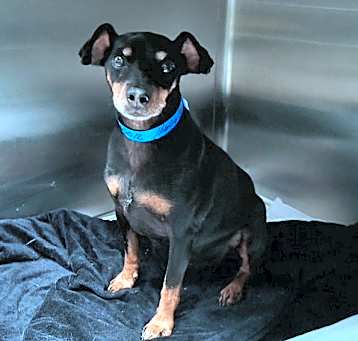 Photo of Scout