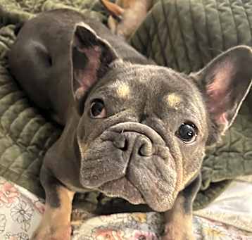 Photo of Serafina