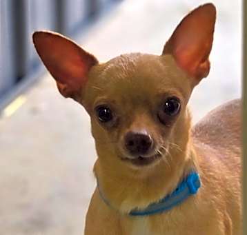Photo of Dash