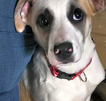 Photo of Ollie (Pedro)