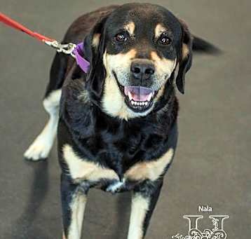 Photo of Nala