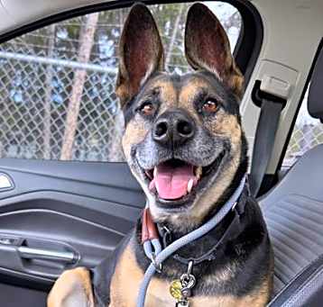 Photo of Anubis