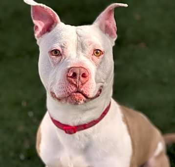 Photo of Cheddar