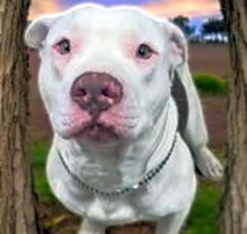 Photo of Lucky
