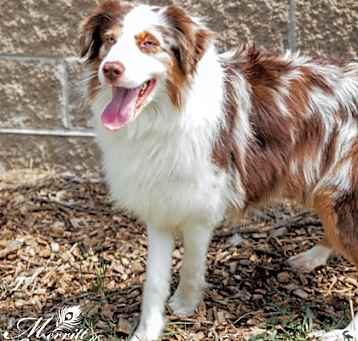 Photo of Morel