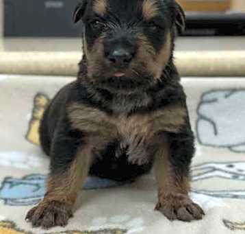 Photo of Mabel