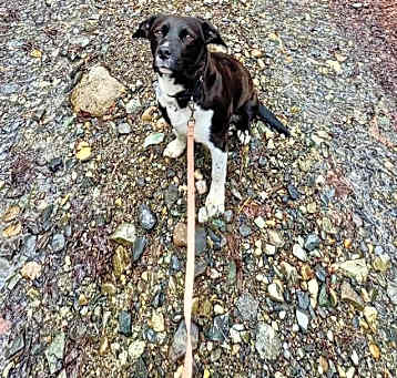 Photo of Marley