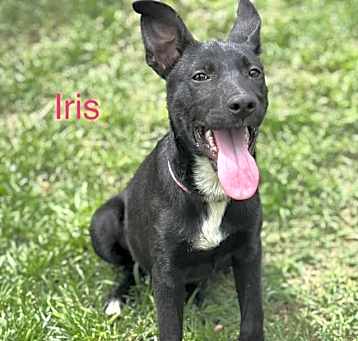 Photo of Iris
