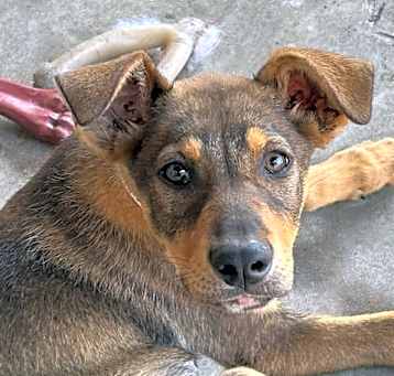Photo of Bailey