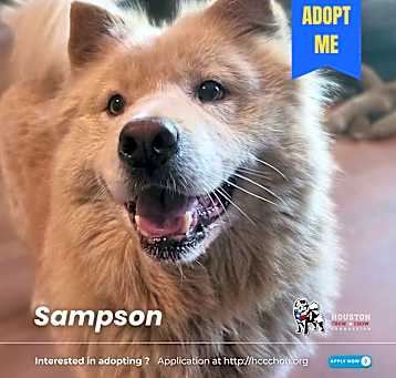 Photo of Sampson