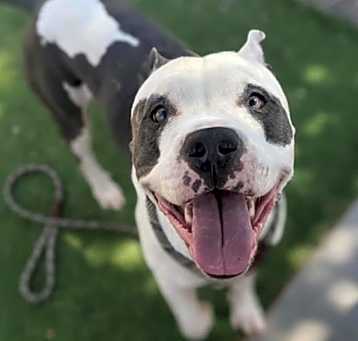 Photo of Gatsby