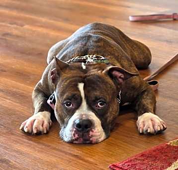 Photo of Boomer (Max)