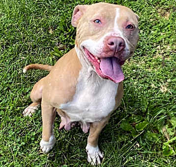 Photo of Nova