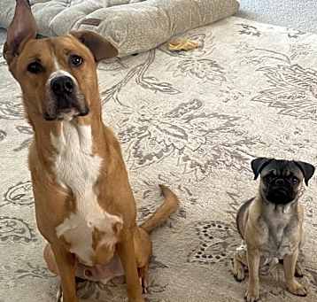 Photo of Tyson