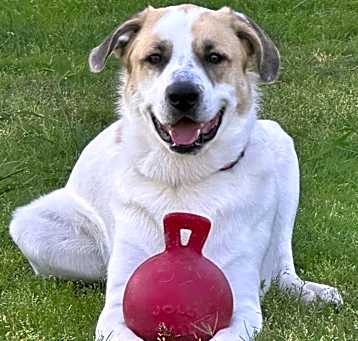 Photo of Shaggy