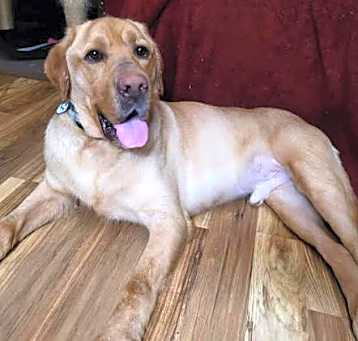 Photo of Buddy