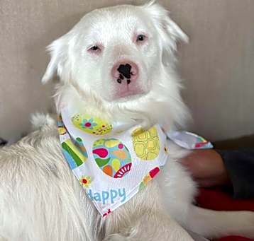 Photo of Marshmallow - 2278