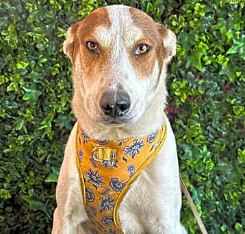 Photo of Benson