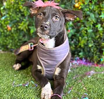 Photo of Gretel