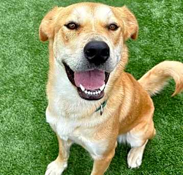 Photo of BUSTER