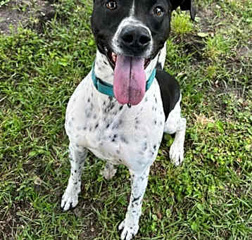Photo of Spots