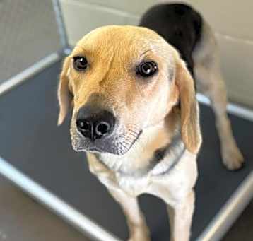 Photo of 25-0381 Sugar
