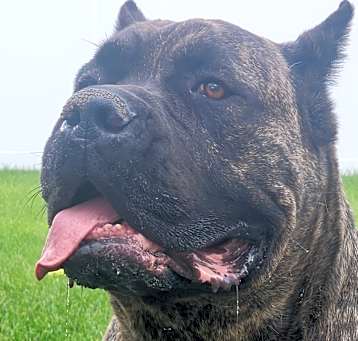 Photo of Neicko
