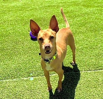 Photo of Rusty