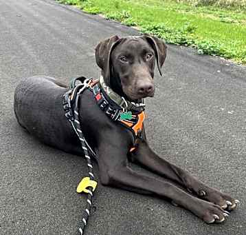 Photo of Maverick