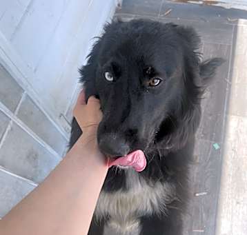 Photo of Belle