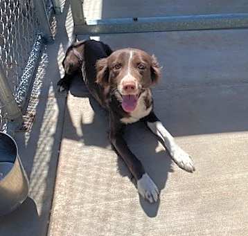 Photo of Gypsy