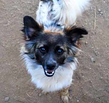 Photo of Smore