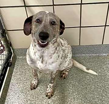 Photo of DOTTIE