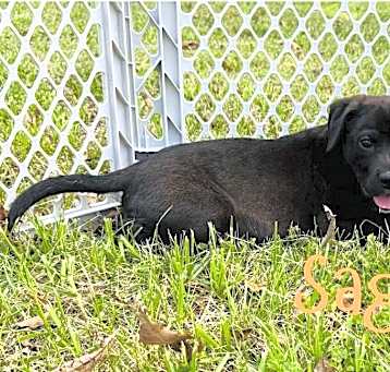 Photo of Sage