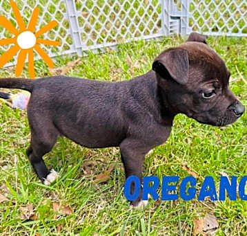 Photo of Oregano