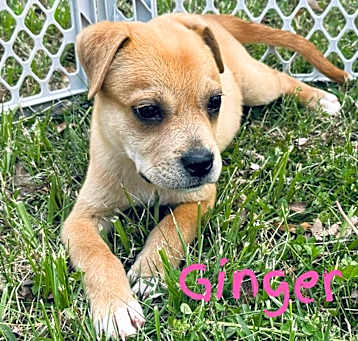 Photo of Ginger