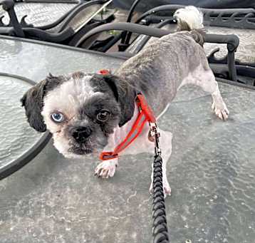 Photo of Pepper