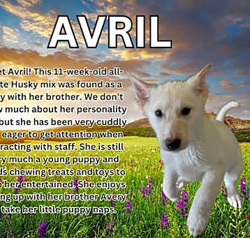 Photo of Avril