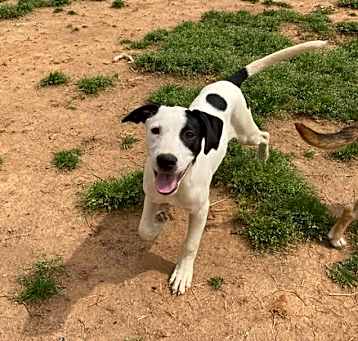 Photo of Puppita