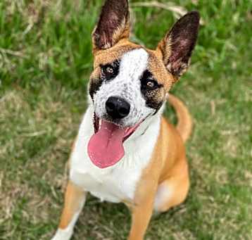 Photo of Opie