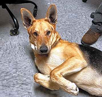 Photo of Ringo