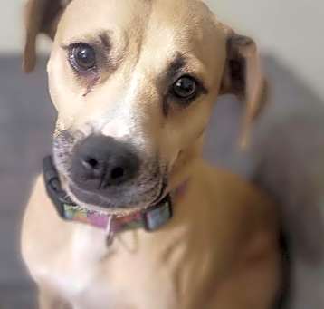 Photo of Gypsy