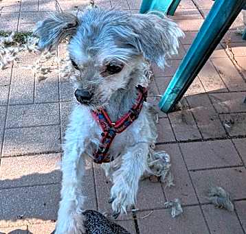 Photo of Fergus