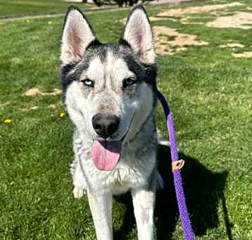 Photo of KODA