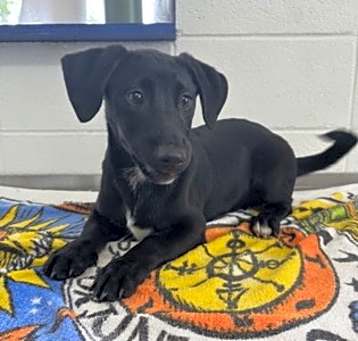 Photo of Cooper