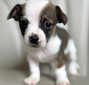 Photo of Bing