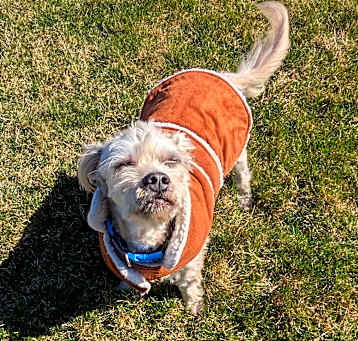 Photo of Angus