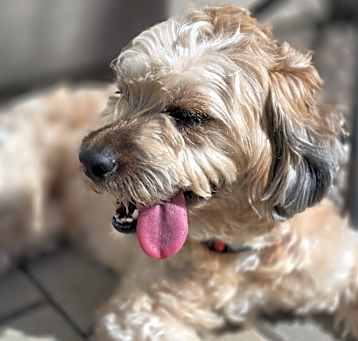 Photo of Dora