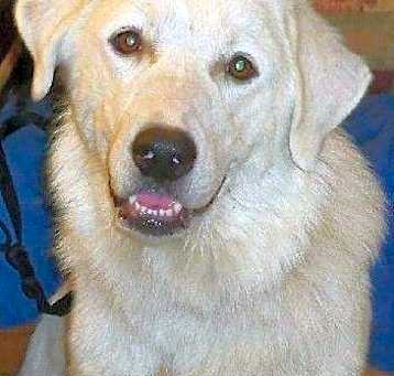 Photo of OK Fosters Needed
