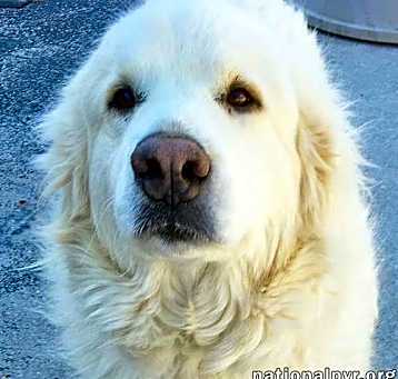 Photo of Fosters Needed - PA